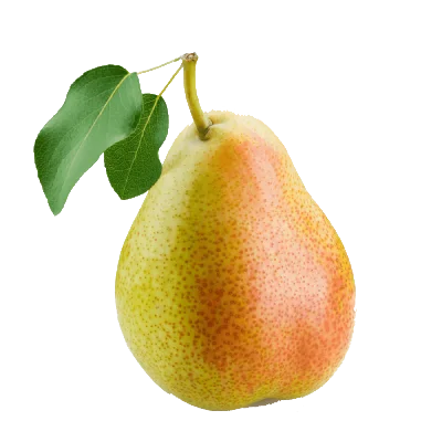 pear - samaalhajar